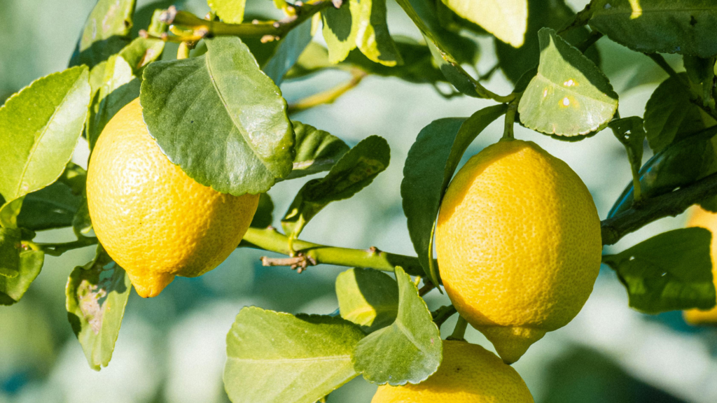 Consumers for Auto Reliability and Safety Leads Fight to Save California's Lemon Law